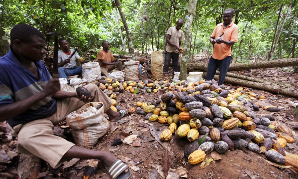 Na trhu s čokoládou môžu pre drahšie kakao hroziť vyššie ceny aj výpadky
