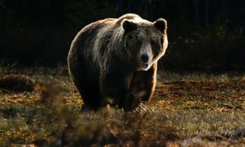 V okrese Žilina zaútočil na muža medveď, v sebaobrane vystrelil krátkou guľovou zbraňou