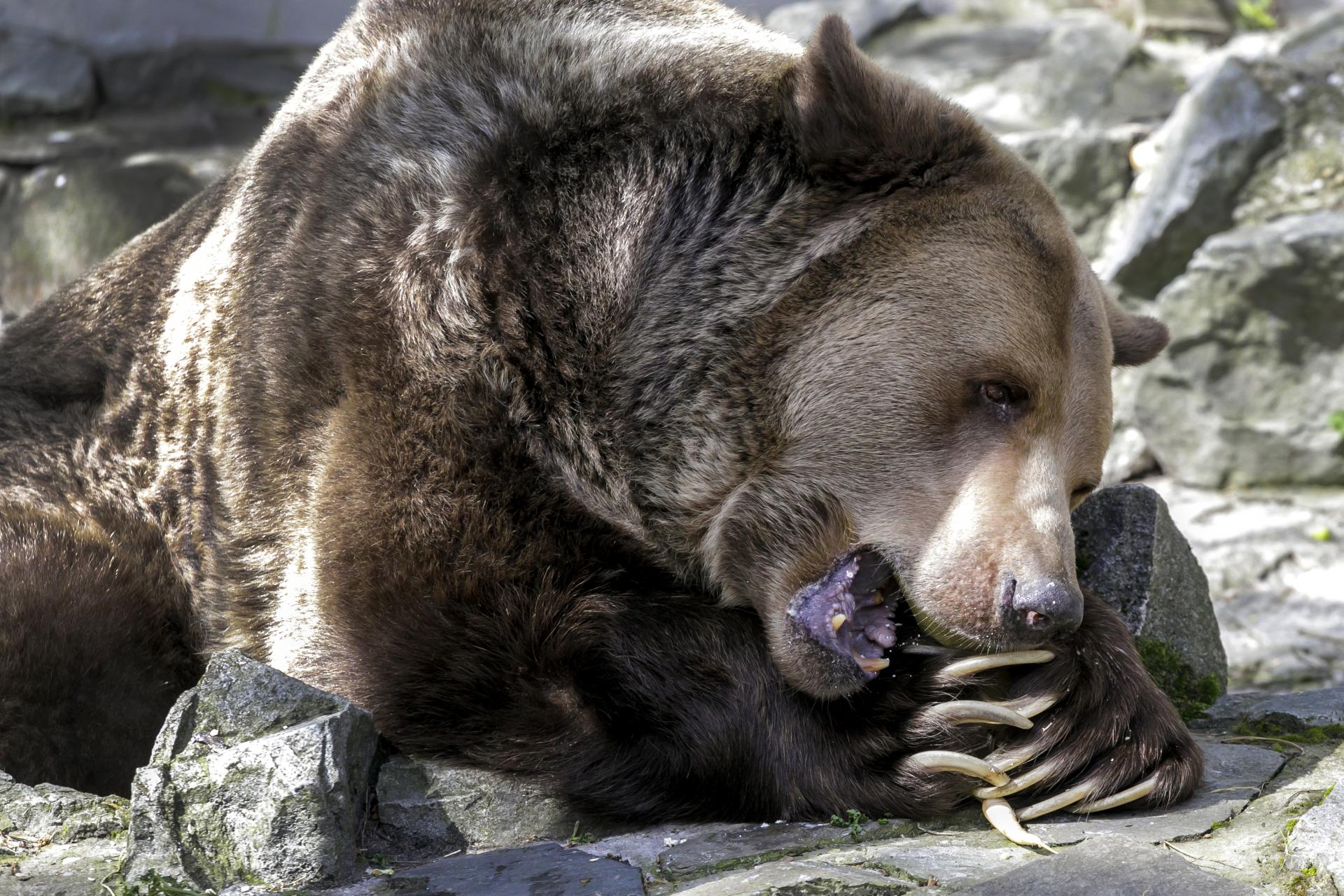 Zásahový tím ukončil pátranie po medveďovi, ktorý mal zaútočiť na hubára
