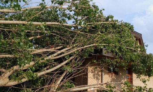 VÝSTRAHA: Sever Moravy zasáhne silný vítr. Může lámat stromy a poškodit domy
