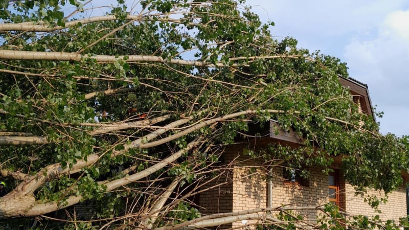VÝSTRAHA: Sever Moravy zasáhne silný vítr. Může lámat stromy a poškodit domy