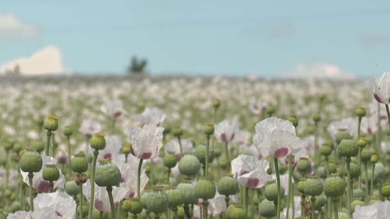 Plná ústa Green Dealu a mák dovážíme z Austrálie, říká expert. Ten český míří do Ruska