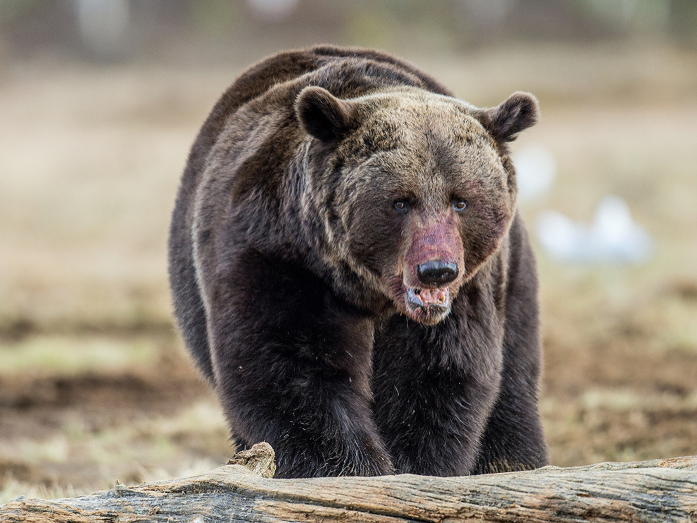 Medveď v akcii pod vrchom Suchý Hrádok