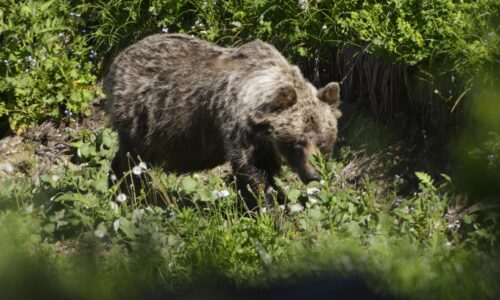 Po napadnutí medveďom na Poľane utrpeli zranenia dve osoby. Smerujú tam leteckí záchranári