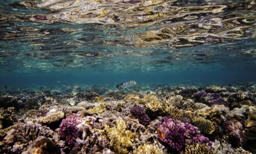 Vo svetových oceánoch hromadne belejú koraly, škodia im klimatické zmeny. Tepelný stres ovplyvňuje aj ryby