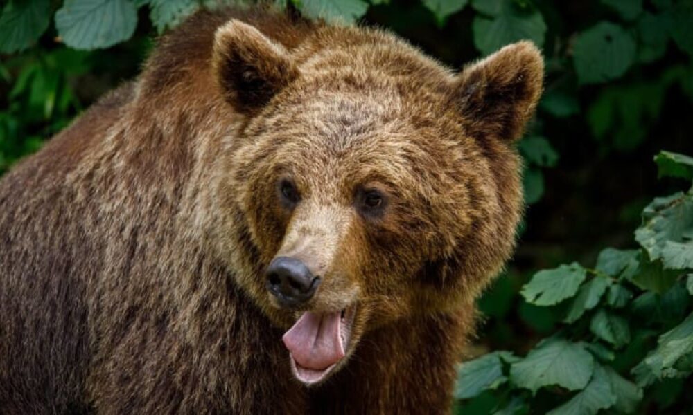 Další útok medvěda na Slovensku. Zvíře napadlo manželský pár, lidé se schovávali v kolibě