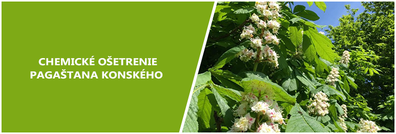 Zvýšte pozornosť ! Mesto Hurbanovo vykoná chemické ošetrenie pagaštana konského | 3. máj 2024