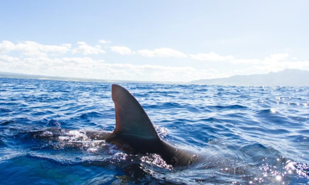 Útok žraloka v Chorvatsku? Lidi vyděsily snímky predátora. Expert přišel s vysvětlením