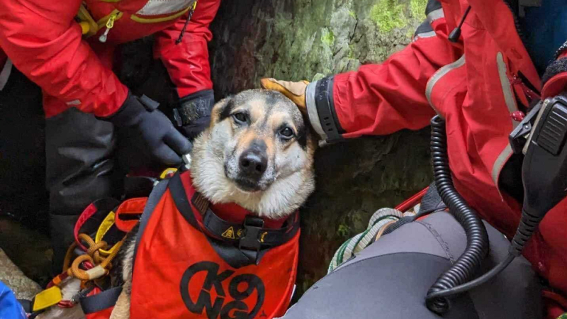 Místo procházky dramatická záchrana v rokli: Majitel se vydal pomoci psovi, vyprošťovali oba