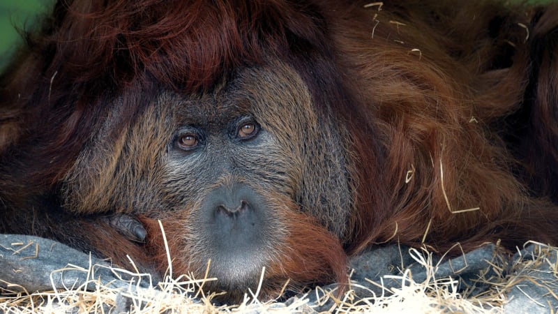 Smutek v ústecké zoo. V 54 letech zemřel Ferda, druhý nejstarší orangutan světa