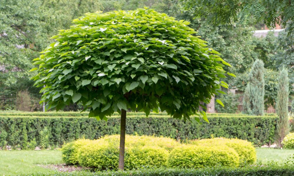 Katalpa – ako pestovať a strihať tento okrasný strom?
