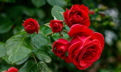 Ruže – delenie, pestovanie a rozmnožovanie