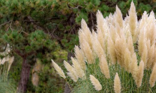 Pampová tráva (kortadéria) – pestovanie na záhrade či v črepníku