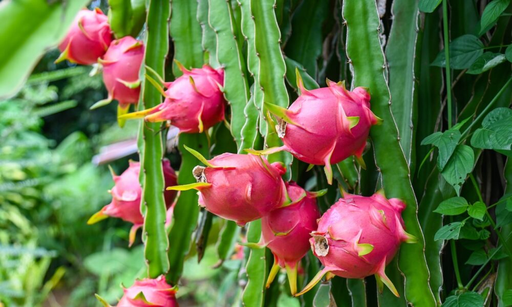 Pitahaya – ako pestovať dračie ovocie a aké má účinky?