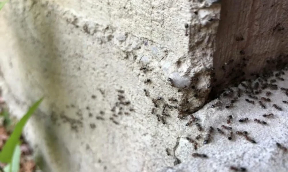 Ako sa zbaviť mravcov? Máte to doma, len to rozsypte, kde sa ukazujú