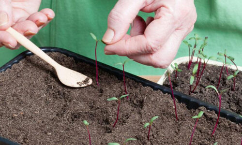 Ako správne zasiať semená červenej repy, aby sme získali bohatú úrodu? Držte sa týchto pravidiel! ( Cloned )