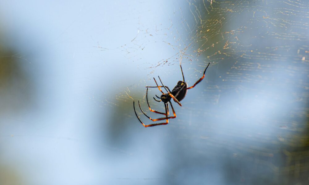 Nastriekajte toto na okná a pavúky doma nebudete mať do konca roka