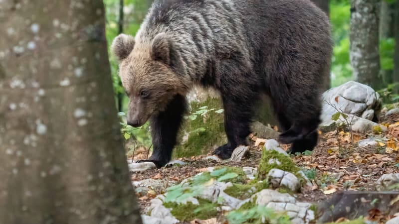 Další útok medvěda v okolí Liptova. Na mladíka se vyřítil na úzké cestě, došlo i na střelbu
