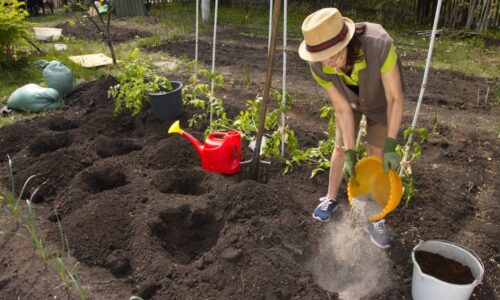 Ako použiť drevný popol v zeleninovej záhrade? Chráňte cibuľky a zeleninu pred škodcami