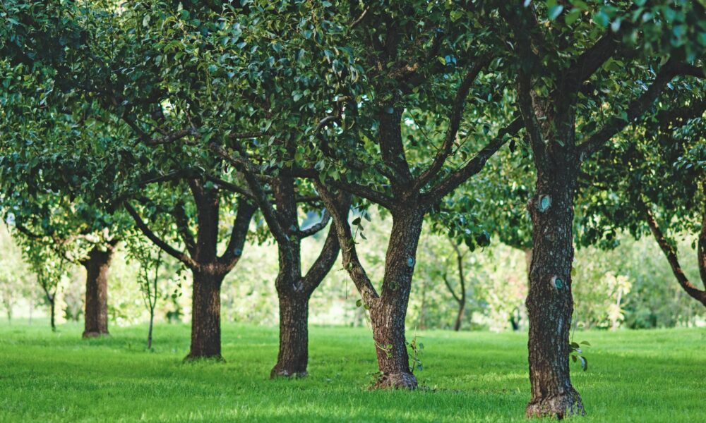 Domáci postrek na ovocné stromy proti voškám a roztočom. Stačí táto látka