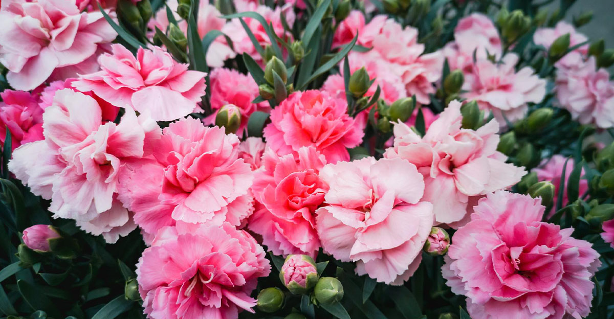 Nezabudli ste na dôležité jarné hnojenie hortenzií, ruží, pivoniek a iných kvitnúcich rastlín vo vašej záhrade?