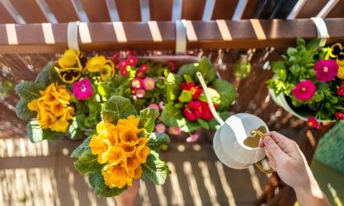 Zasaďte v apríli a váš balkón bude plný kvetov