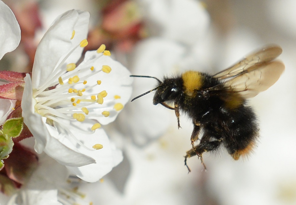 Zoológ: Nepreceňujme včelu, bez iných opeľovačov sa nezaobídeme