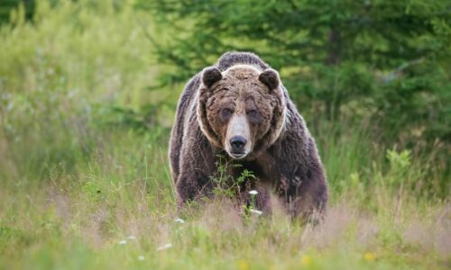 Ďalší brutálny útok medveďa v Detve. Muži majú poranené tváre aj končatiny