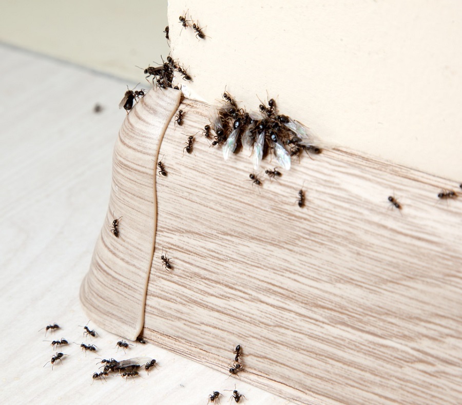 Vezmite si 1 euro a bežte do supermarketu! Tento  výrobok účinne odradí mravce vo vašej domácnosti