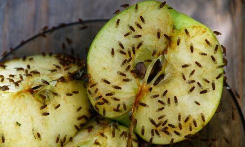 Ako sa zbaviť ovocných mušiek vo vašej domácnosti? Použite 2 lacné výrobky z vašej kuchyne a hmyz nadobro zmizne.