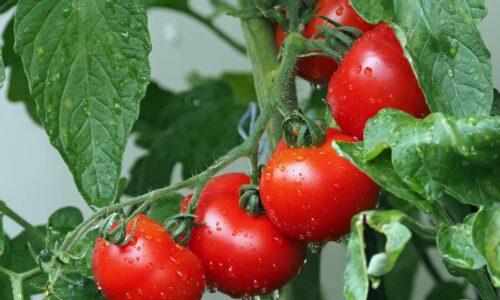 Pre šťavnaté a zdravé paradajky ich zalejte týmto nálevom. Je lacný a jednoduchý