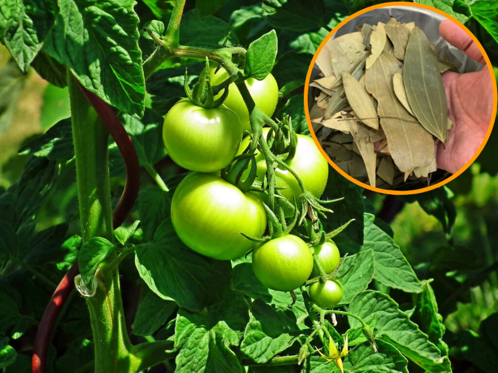 Táto infúzia ochráni paradajky pred škodcami. Pre zdravé ovocie pravidelne zalievajte