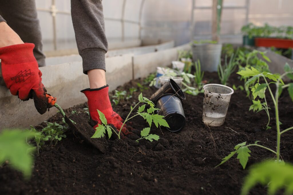 Nakrájajte na kúsky a zahrabte pod paradajky. Takú početnú a veľkú úrodu ani nezozbierate
