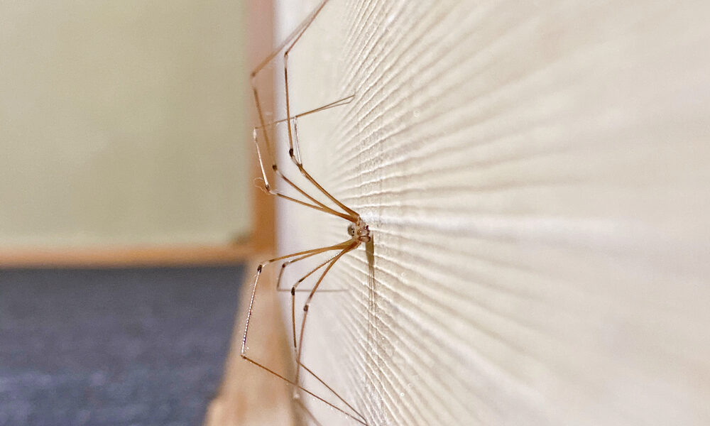 Cez okná prichádza veľa pavúkov. Nastriekajte túto zmes do zákutí vášho domova a pokojne spite