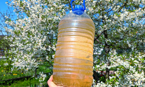 Aby ste už túto sezónu mohli zbierať veľa čerešní a sliviek, skúste dopriať vašim stromom na začiatku mája tento prírodný doping