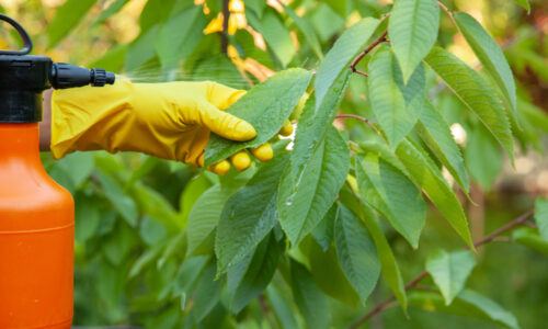 Kedy postrekovať ovocné stromy meďnatým prípravkom? Toto je najlepší dátum. Pleseň bude spomienkou