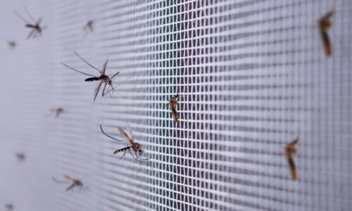 Účinný spôsob odpudzovania komárov. Taliani tento trik používajú už roky
