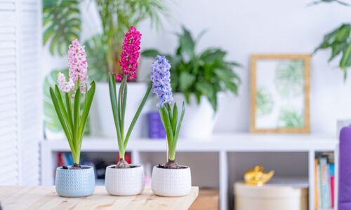 Odkvitol hyacint v kvetináči? Nevyhadzujte ho, urobte toto a vyrastú z neho nové kvety