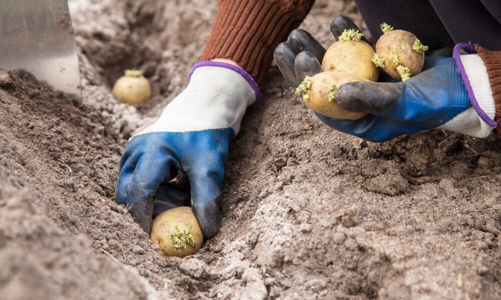 Kedy sadiť zemiaky? Tento termín je najlepší a umožní skorú, zdravú a úrodnú úrodu