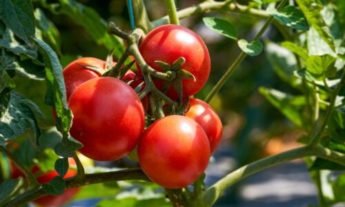 Rastlina pri paradajkách. Vaši susedia vám budú závidieť takú bohatú úrodu