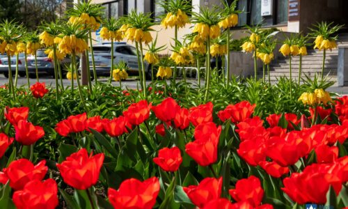 Poprad sa opäť rozžiaril farbami tulipánov