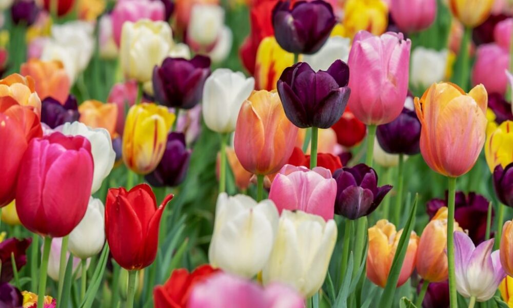 Namiesto mora kvetov suché odrastky. Prečo tulipány tvrdohlavo odmietajú kvitnúť?
