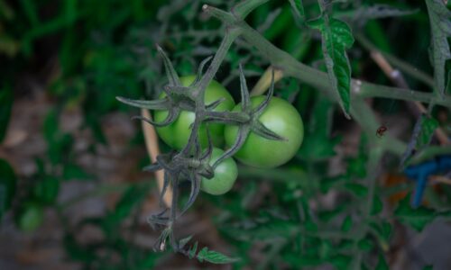 Nikdy nesaďte tieto zeleniny vedľa paradajok. Ohrozujete svoju úrodu