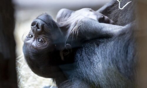 Mládě gorily narozené v pražské zoo dostalo netradiční jméno. Křtu přihlížely stovky lidí