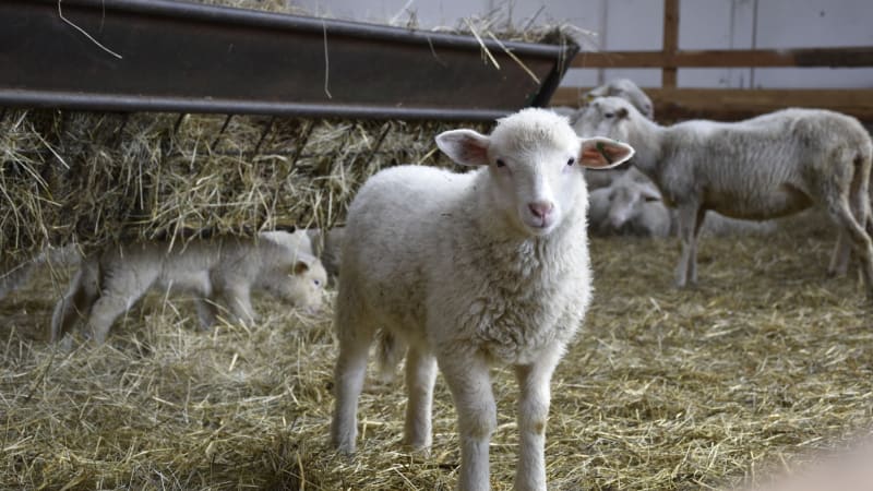 Bizarní reakce zoufalých rodičů ve Francii: Do školy zapsali ovce, aby jim nezavřeli třídu