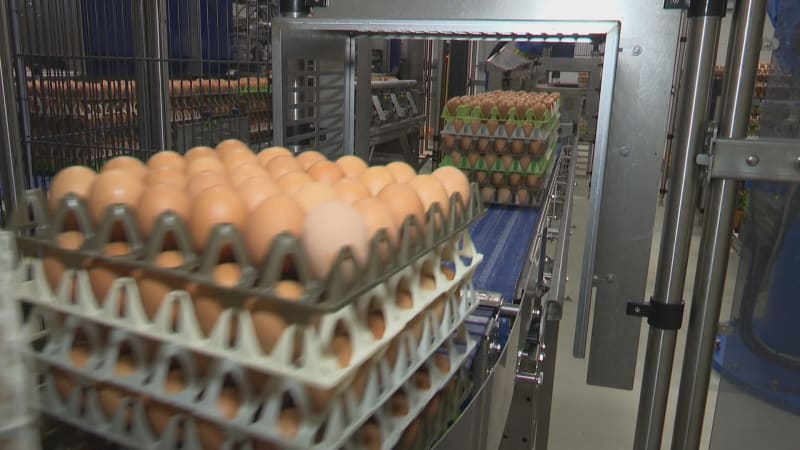 Z pultů do pěti let zmizí hnědá vajíčka. Bílé slepice mají být ekonomicky výhodnější