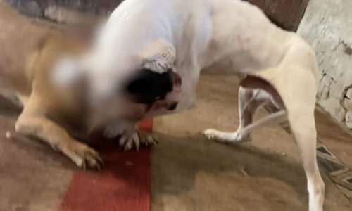 Polícia zasiahla proti organizátorom psích zápasov. Akcia Anubis odhalila desiatky pitbullteriérov a množstvo dôkazov (video)