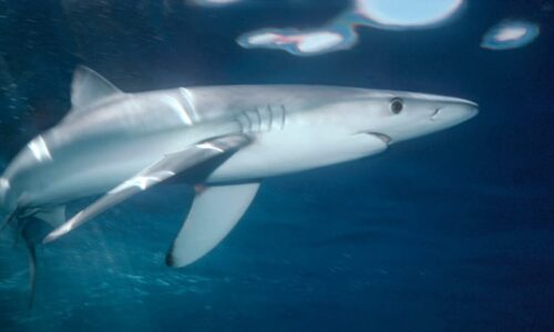 Žralok na obzoru. Plavčíci v oblíbeném španělském letovisku vyvěsili červenou vlajku