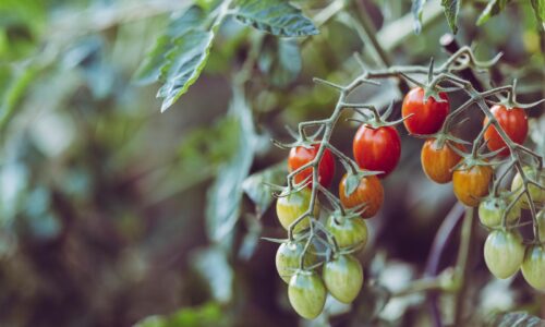 Začnite hladkať vaše paradajky v záhrade a ostanete prekvapení, čo sa stane