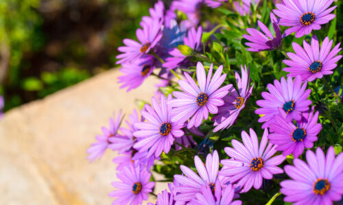 Osteospermum – ako pestovať túto okrasnú trvalku?